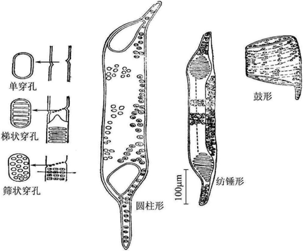 二、闊葉材的顯微構(gòu)造與細(xì)胞種類